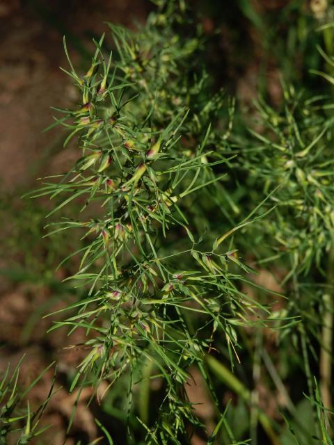 Lipnice (Poa) postižená proliferací