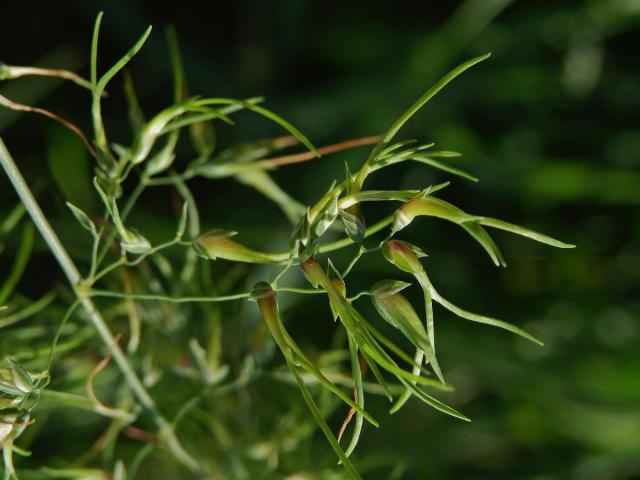 Lipnice (Poa) postižená proliferací