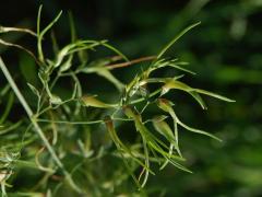 Lipnice (Poa) postižená proliferací