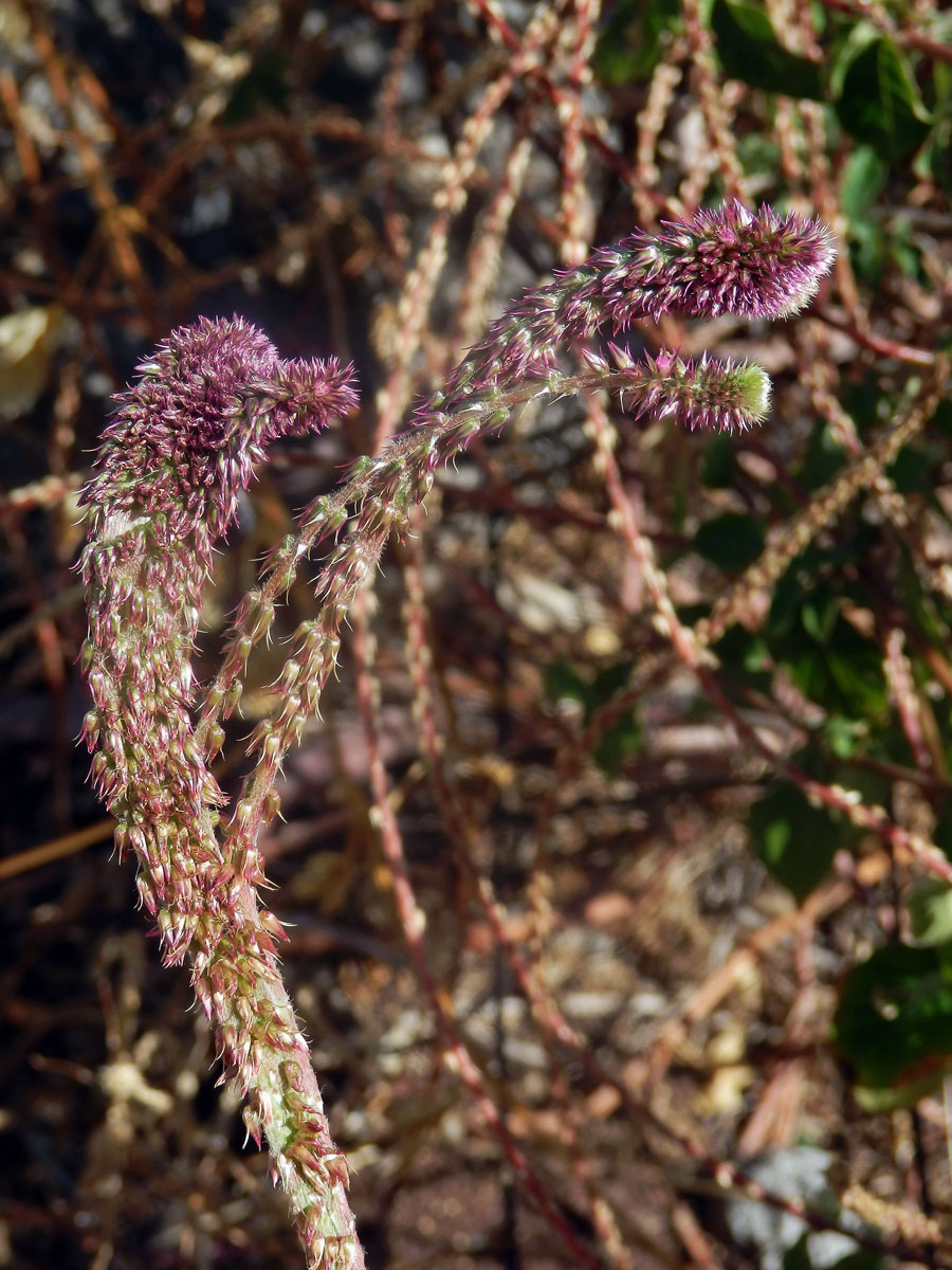 Fasciace stonku Achyranthes aspera L.