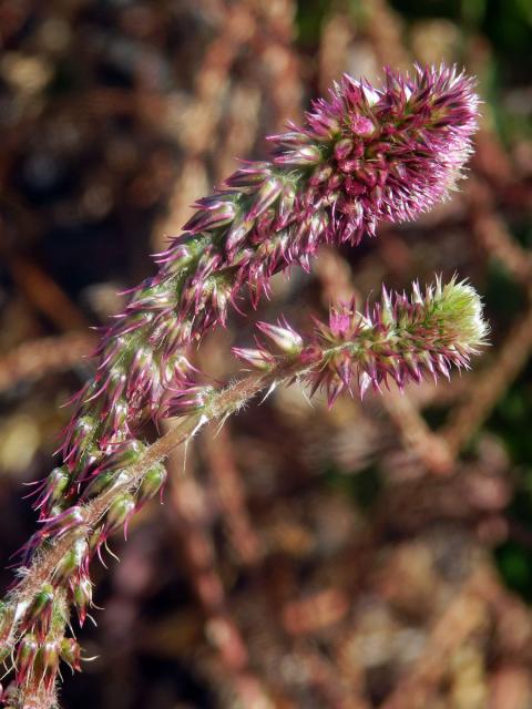 Fasciace stonku Achyranthes aspera L.