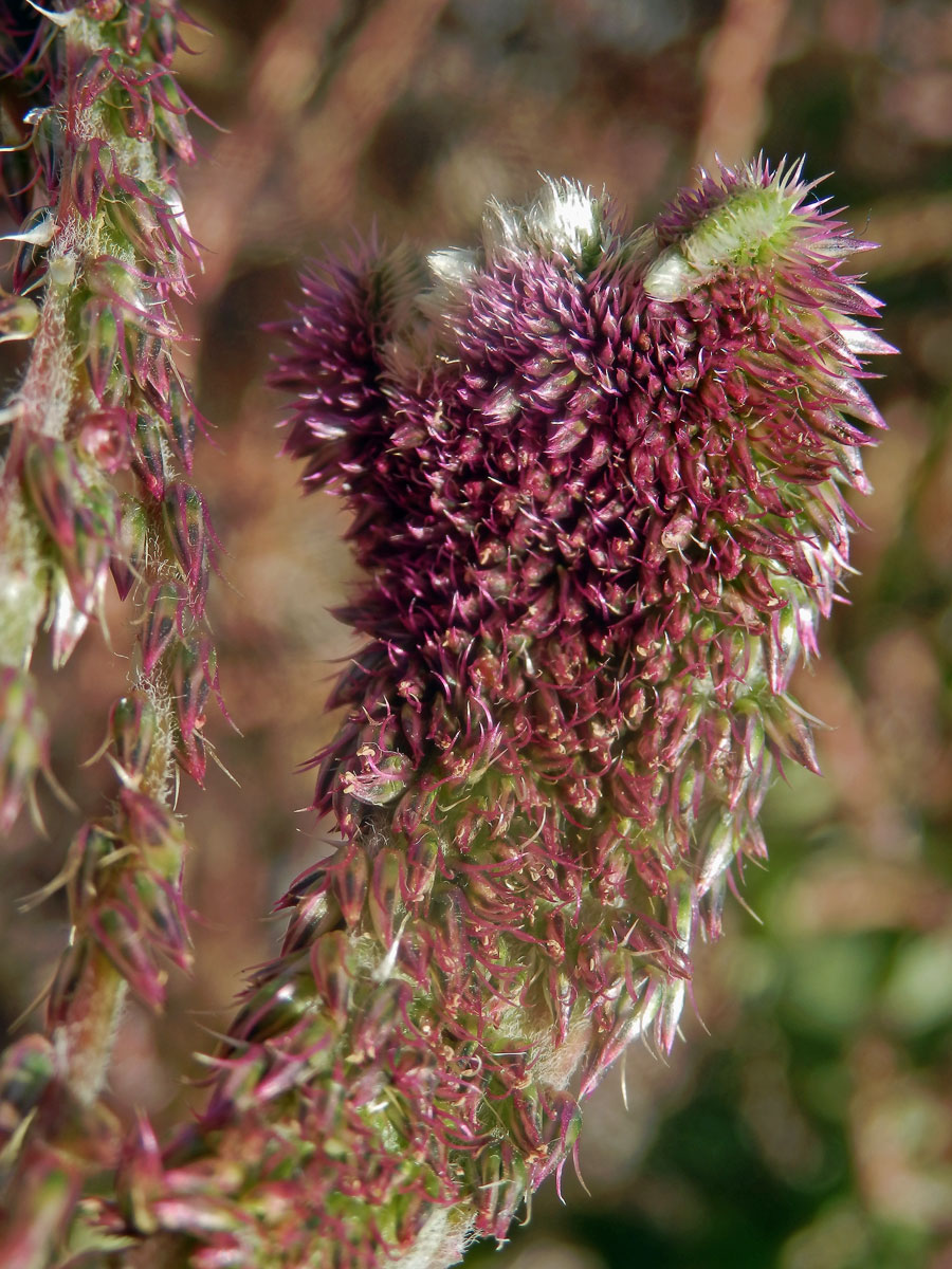 Fasciace stonku Achyranthes aspera L.