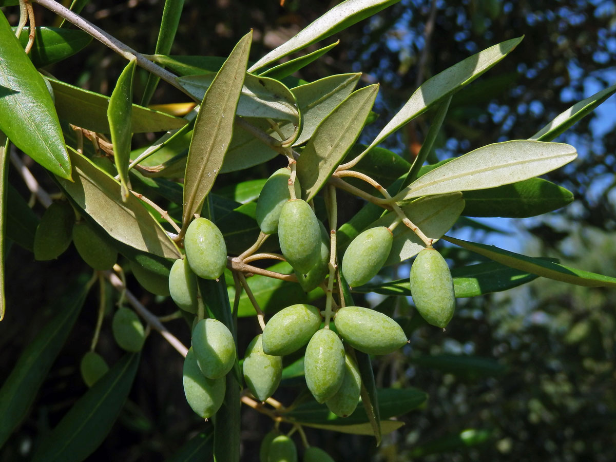 Olivovník evropský (Olea europea L.)