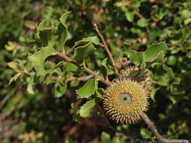 Dub kermesový (Quercus coccifera L.)