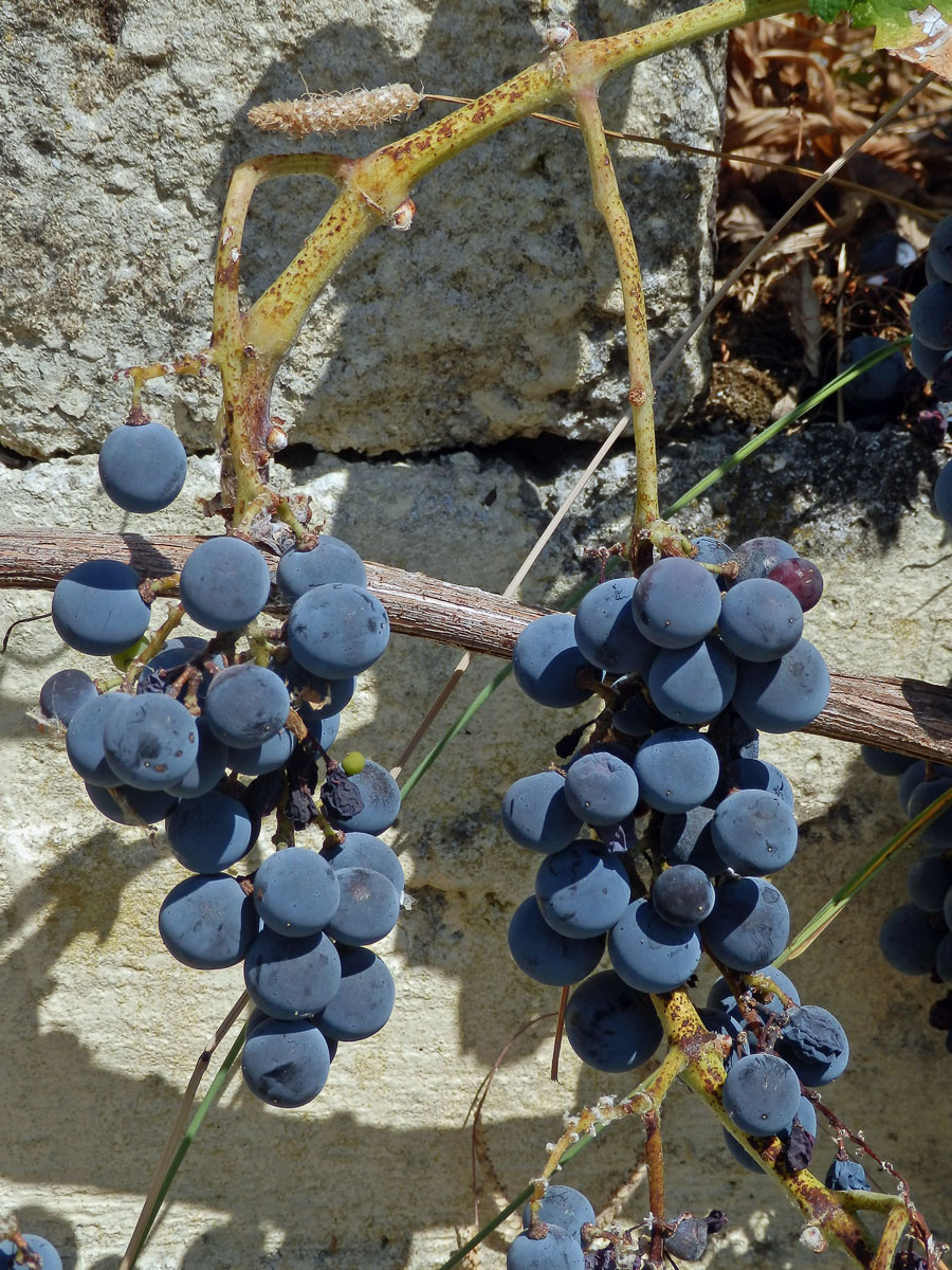 Réva vinná (Vitis vinifera L.)