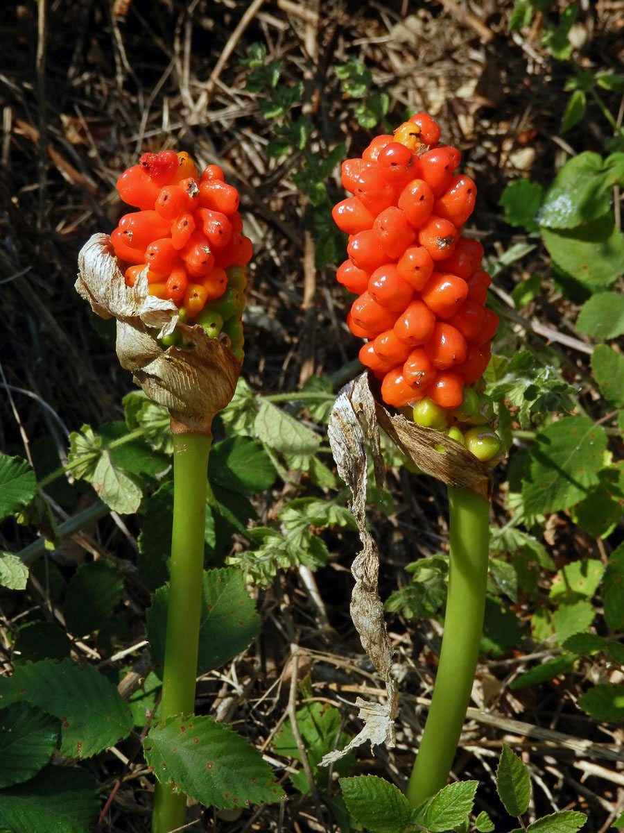 Áron italský (Arum italicum Mill.)