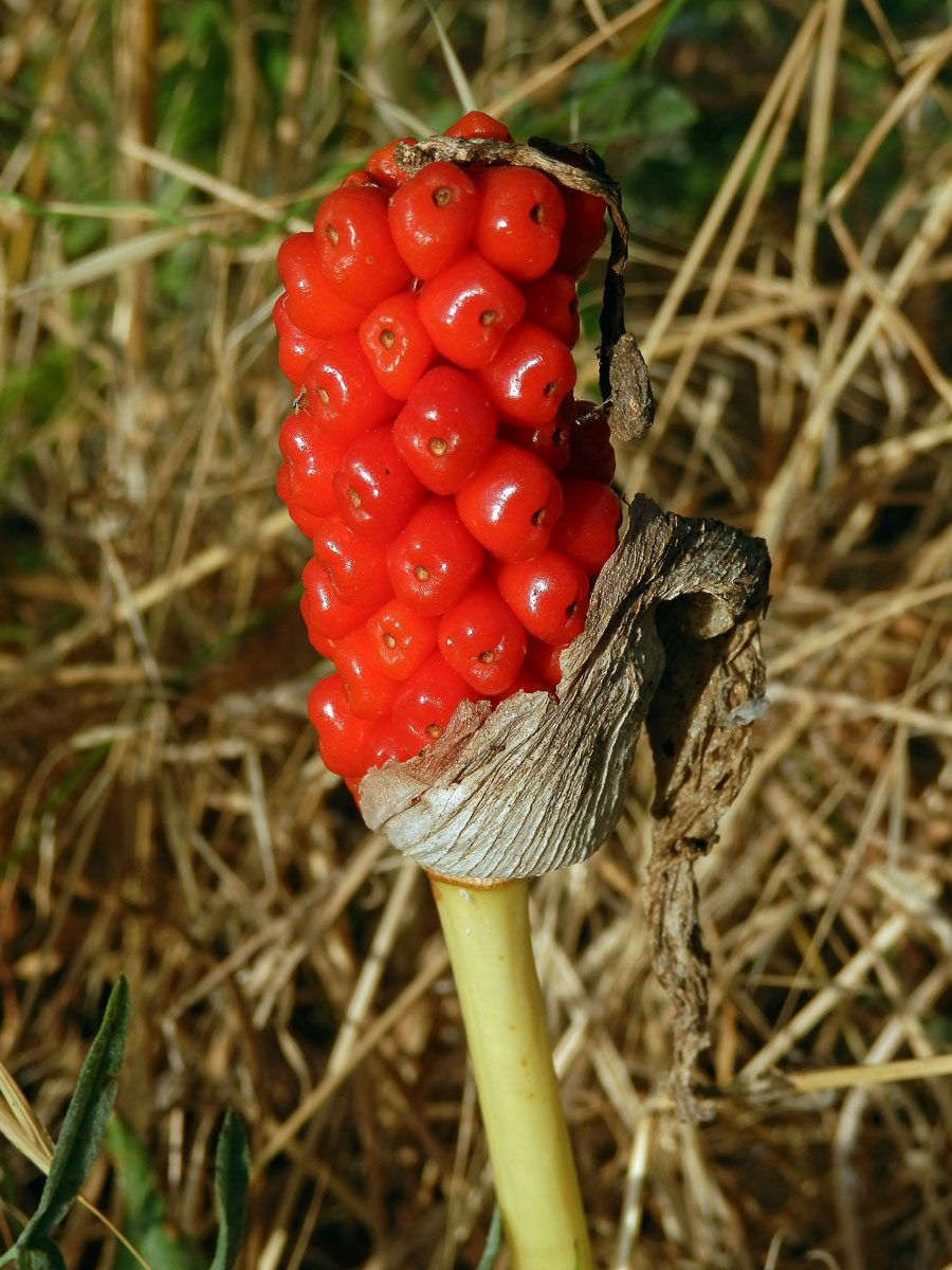 Áron italský (Arum italicum Mill.)