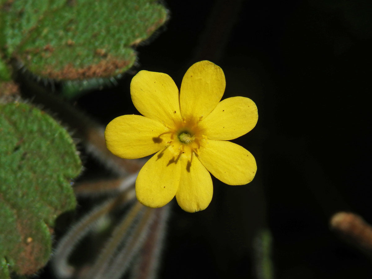 Sibthorpia peregrina L.