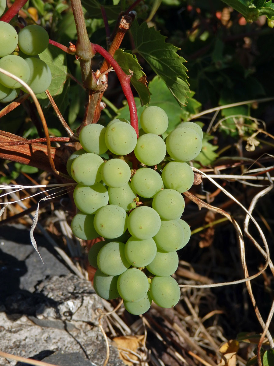 Réva vinná (Vitis vinifera L.)