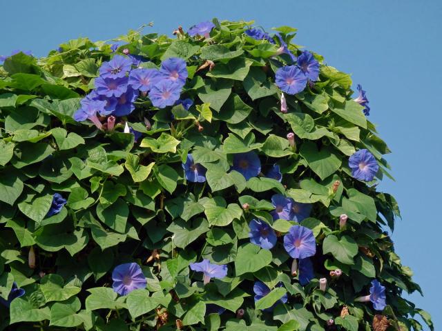 Povíjnice (Ipomoea hederacea (L.) Jacq.)