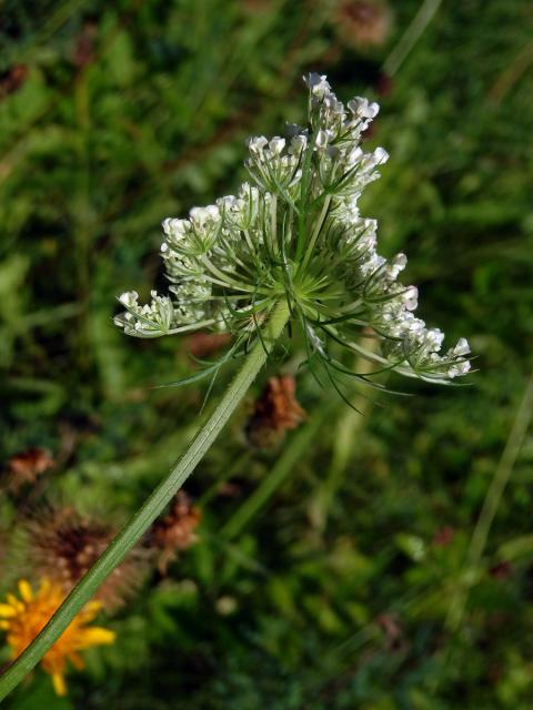 Mrkev obecná (Daucus carota L.), fasciace stonku (1a)