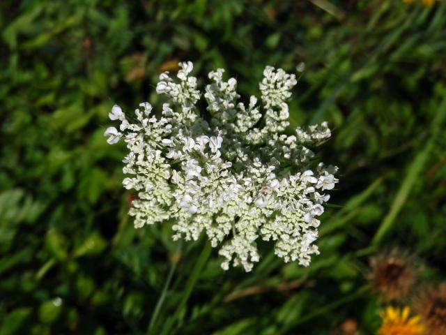 Mrkev obecná (Daucus carota L.), fasciace stonku (1b)