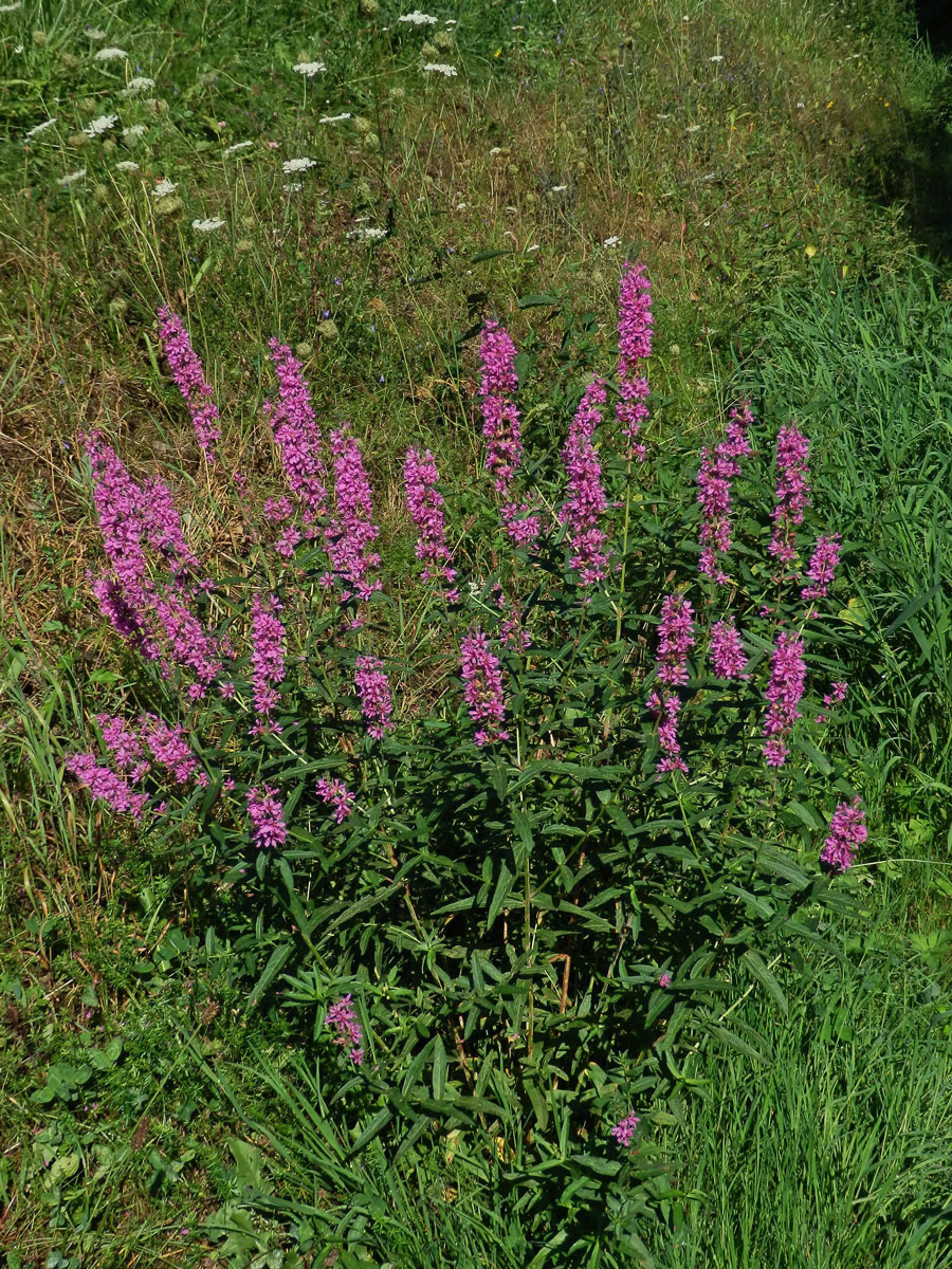 Kyprej vrbice (Lythrum salicaria L.)