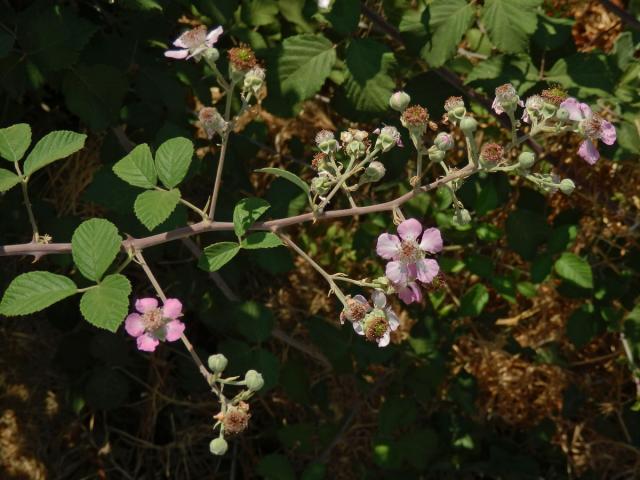 Ostružiník (Rubus sanctus Schreb.)