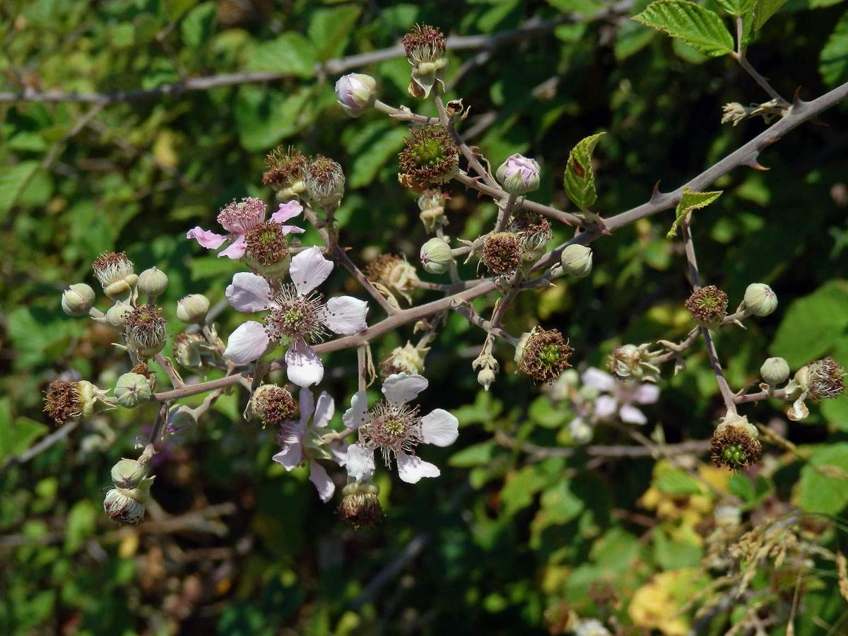 Ostružiník (Rubus sanctus Schreb.)