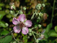 Ostružiník (Rubus sanctus Schreb.)