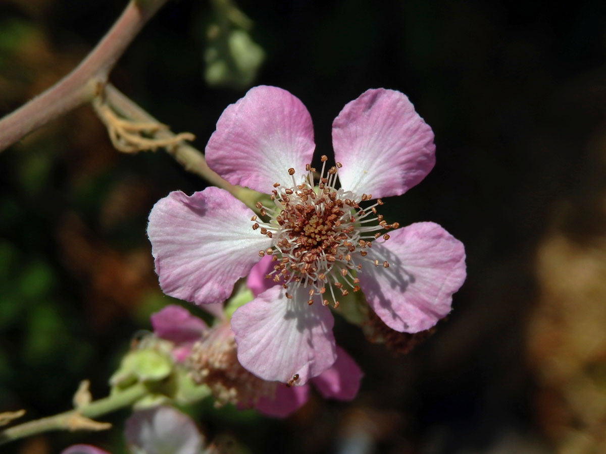 Ostružiník (Rubus sanctus Schreb.)