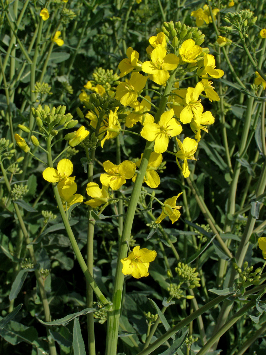 Brukev řepka (Brassica napus L.)