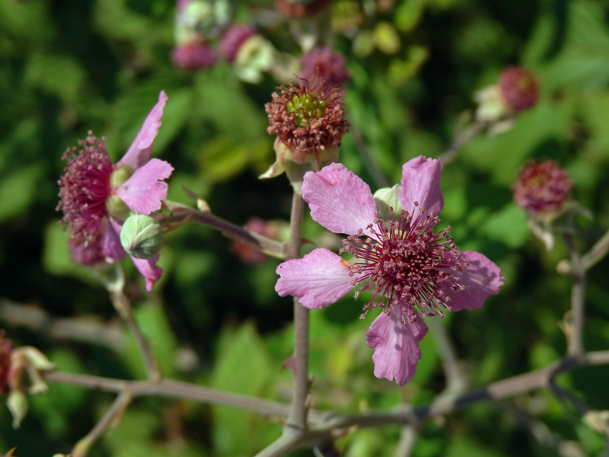 Ostružiník (Rubus sanctus Schreb.)