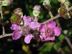 Ostružiník (Rubus sanctus Schreb.)