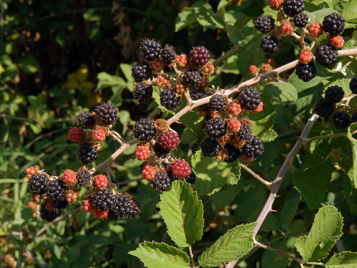 Ostružiník (Rubus sanctus Schreb.)