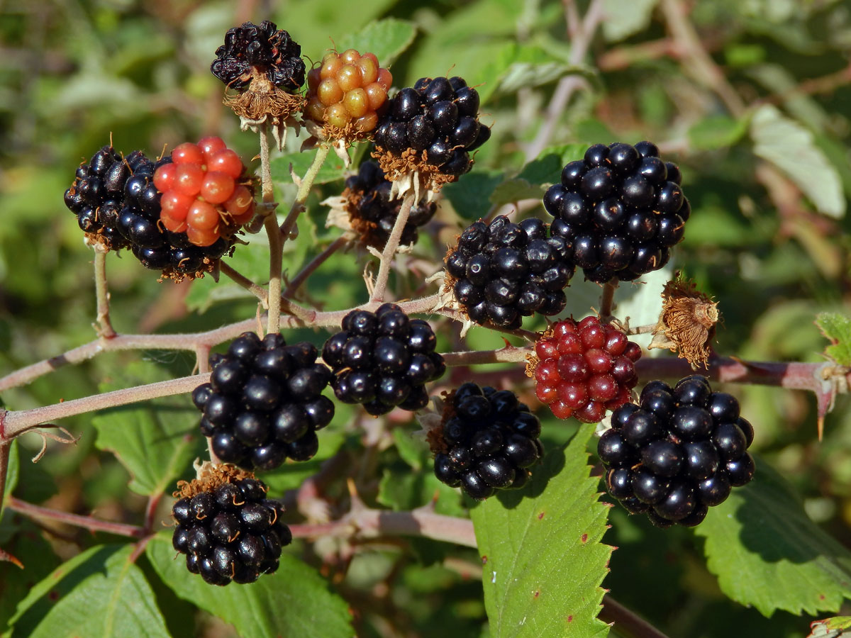 Ostružiník (Rubus sanctus Schreb.)