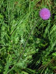 Pcháč šedý (Cirsium canum (L.) All.)