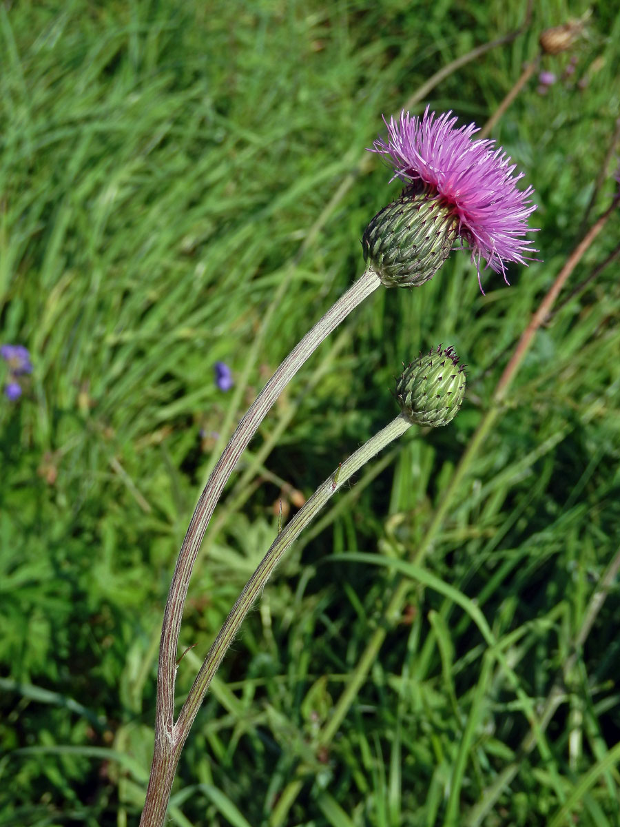 Pcháč šedý (Cirsium canum (L.) All.)