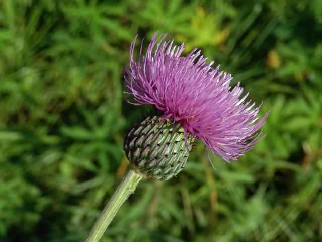 Pcháč šedý (Cirsium canum (L.) All.)