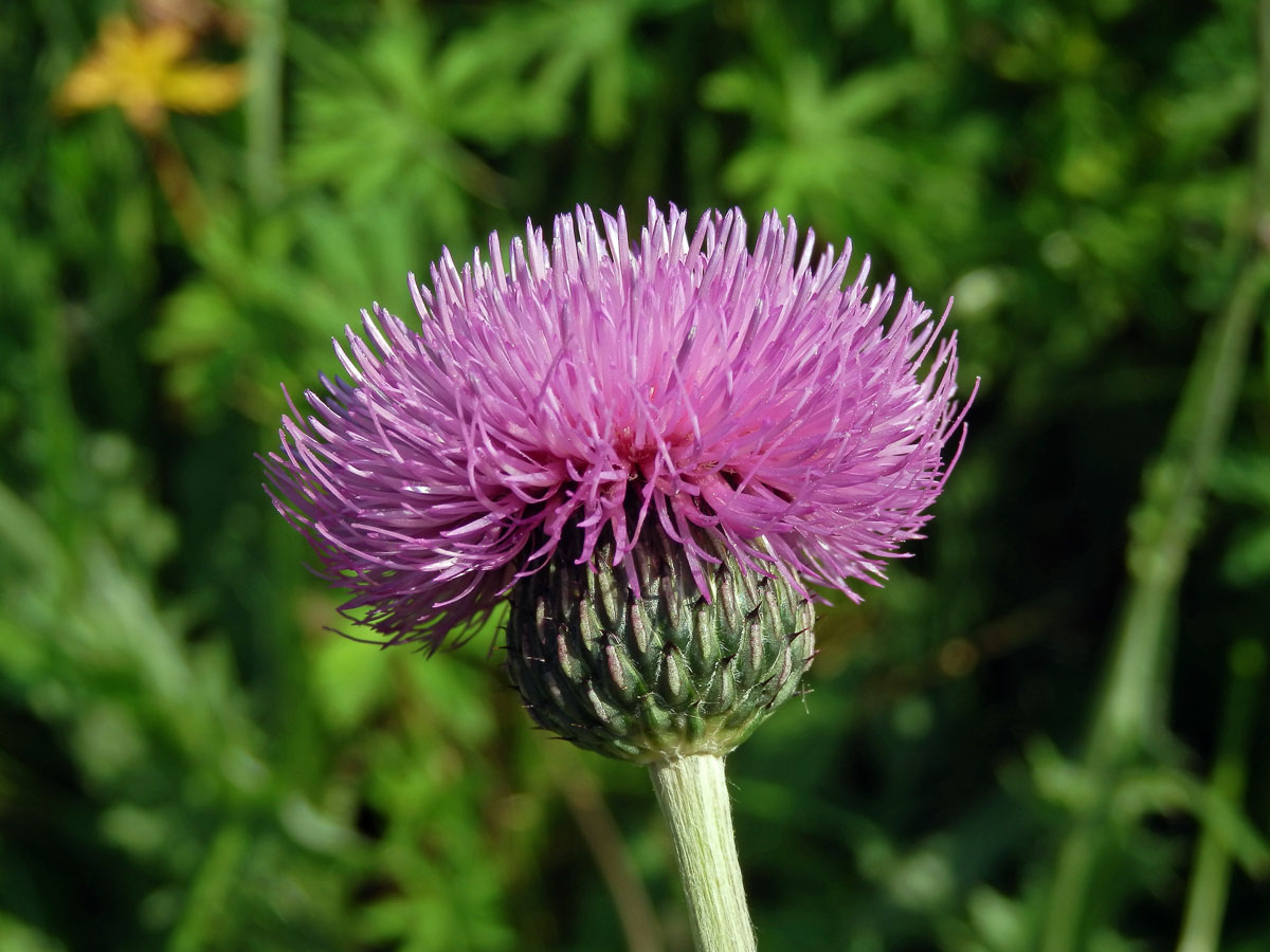 Pcháč šedý (Cirsium canum (L.) All.)