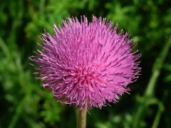 Pcháč šedý (Cirsium canum (L.) All.)