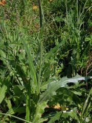 Pcháč šedý (Cirsium canum (L.) All.)