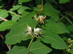 Zimolez černý (Lonicera nigra L.)