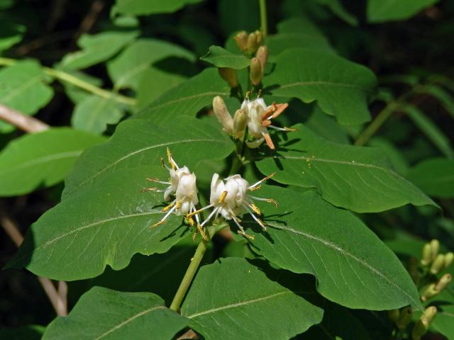 Zimolez černý (Lonicera nigra L.)