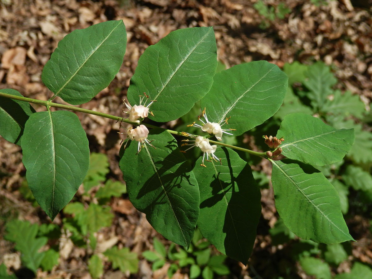 Zimolez černý (Lonicera nigra L.)