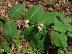 Zimolez černý (Lonicera nigra L.)