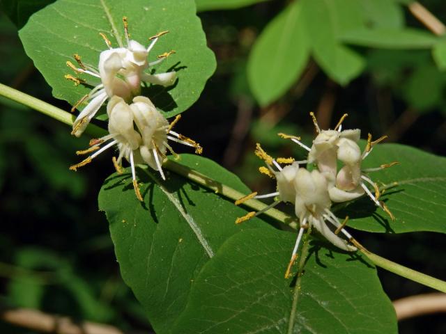 Zimolez černý (Lonicera nigra L.)