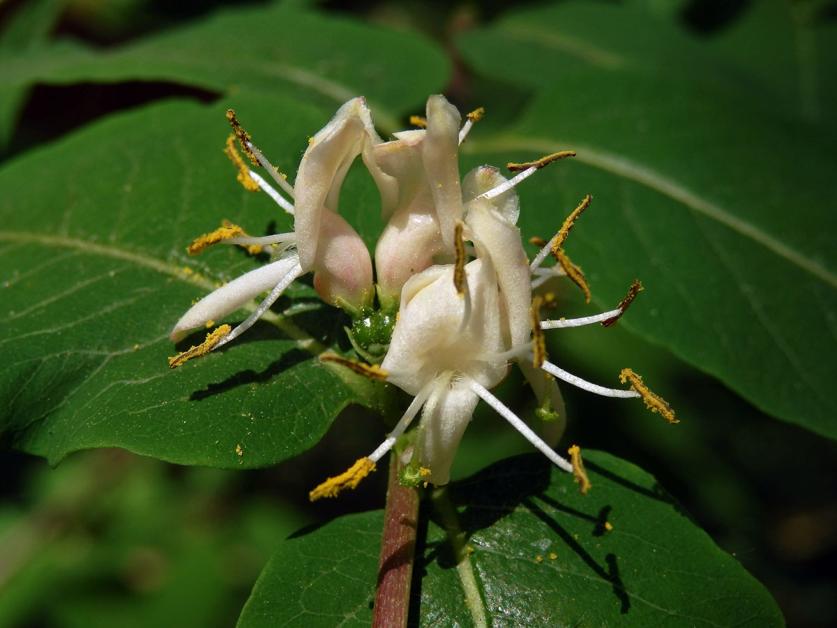 Zimolez černý (Lonicera nigra L.)