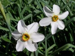Narcis bílý (Narcissus poeticus L.)