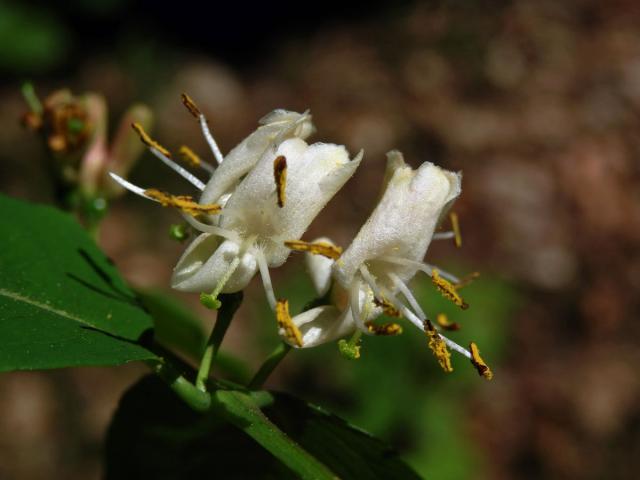 Zimolez černý (Lonicera nigra L.)