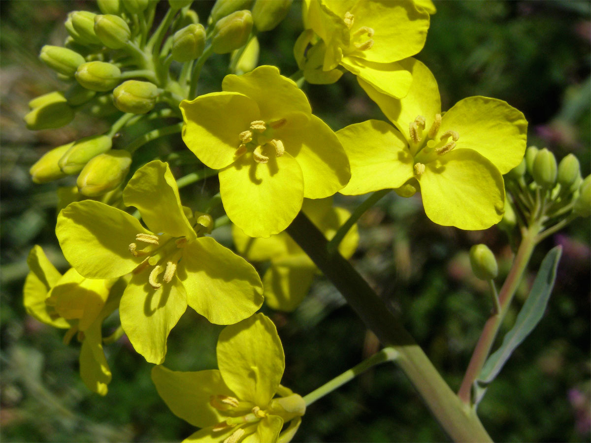 Brukev řepka (Brassica napus L.)