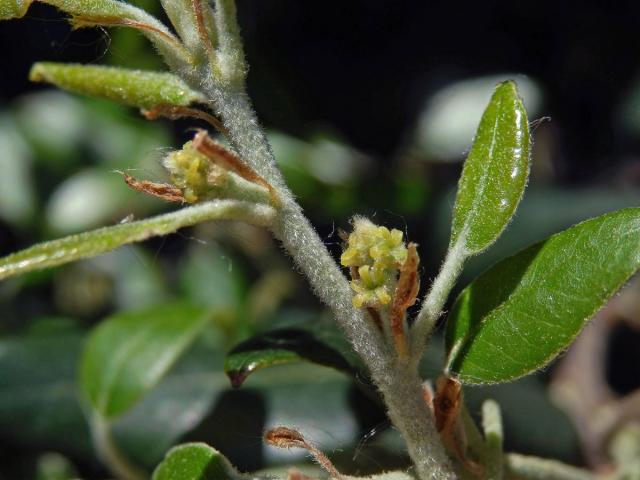 Dub kermesový (Quercus coccifera L.)