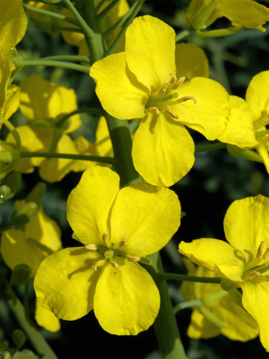 Brukev řepka (Brassica napus L.)