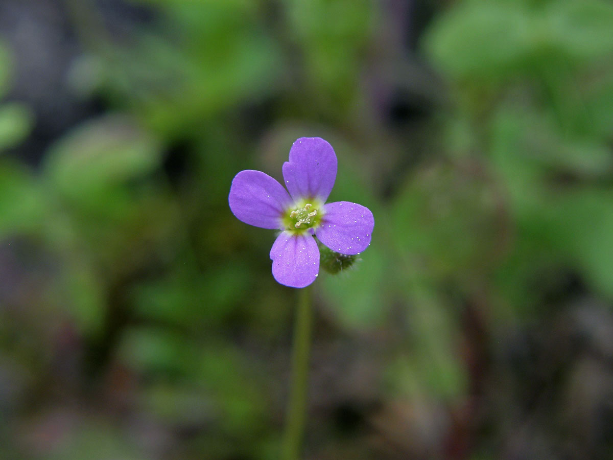 Huseník (Arabis verna (L.) R. Br.)