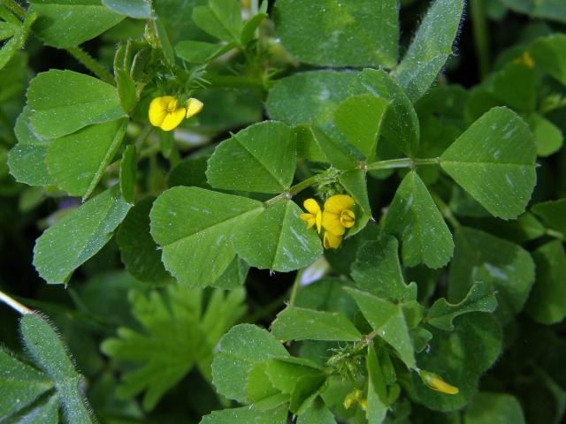 Tolice (Medicago disciformis DC.)