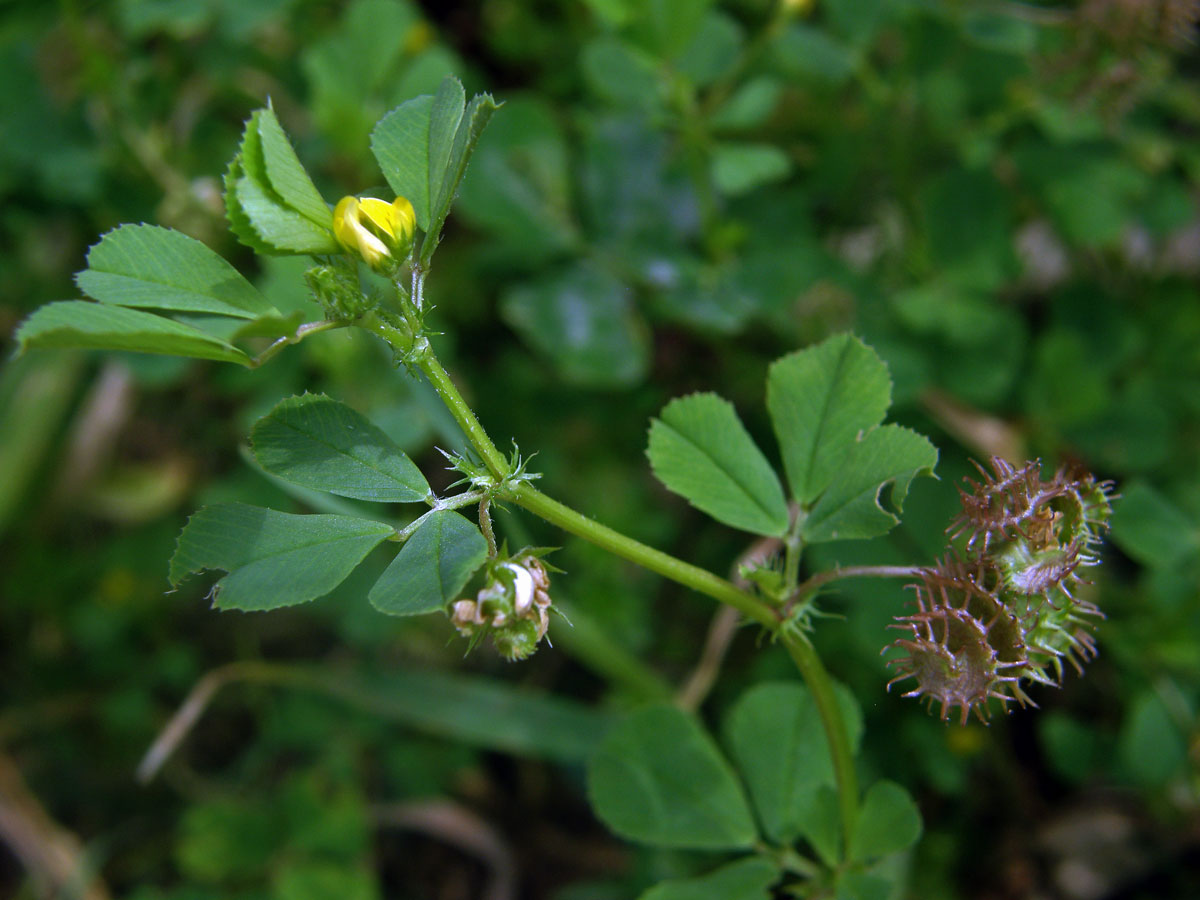 Tolice (Medicago disciformis DC.)