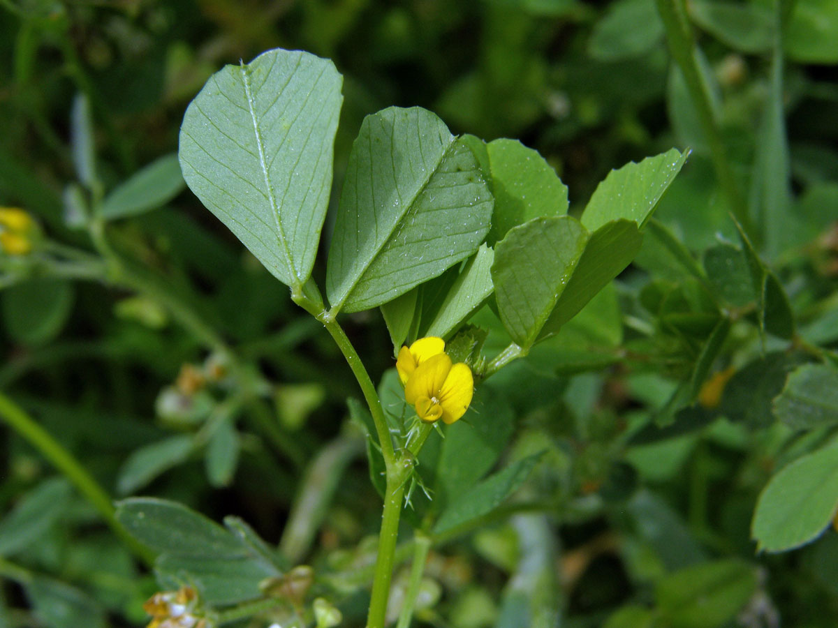 Tolice (Medicago disciformis DC.)