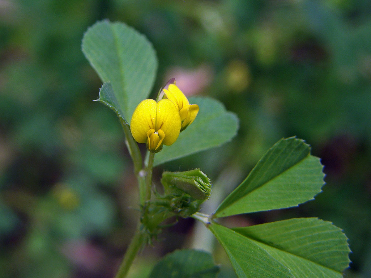 Tolice (Medicago disciformis DC.)