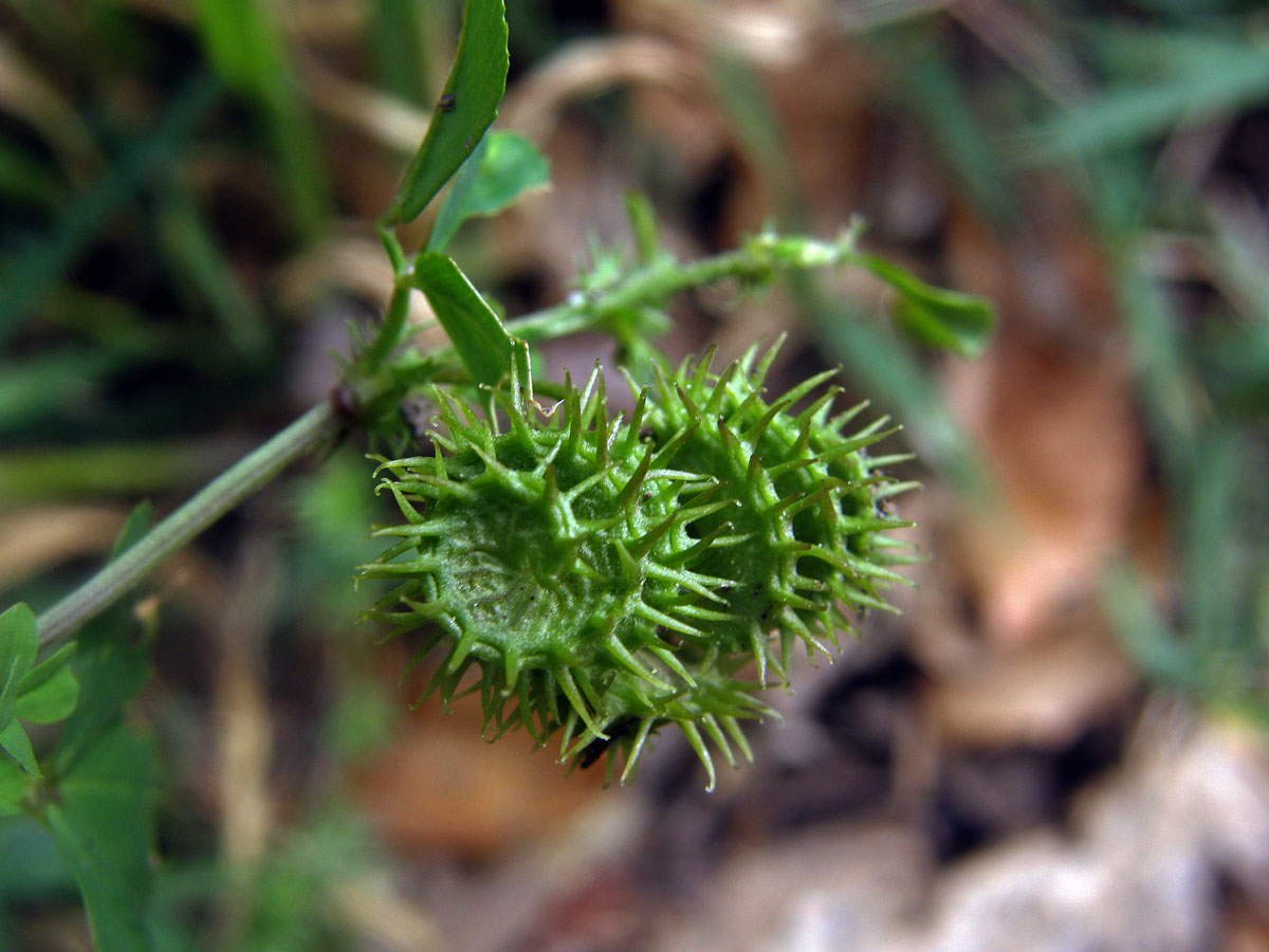 Tolice (Medicago disciformis DC.)