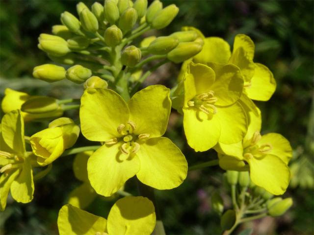 Brukev řepka (Brassica napus L.)